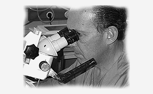 roda en el microscopio